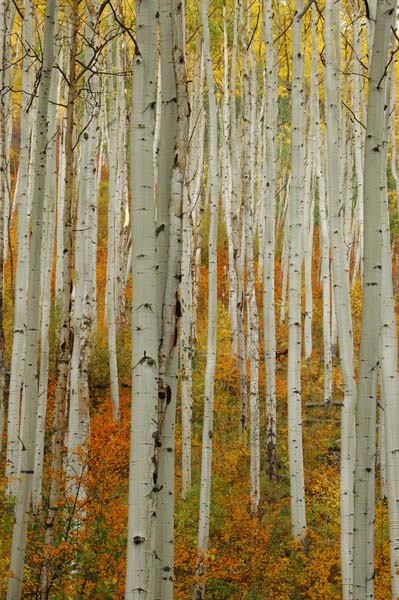 An intimate view of an aspen forest in peak fall foliage along the road to Independence Pass.